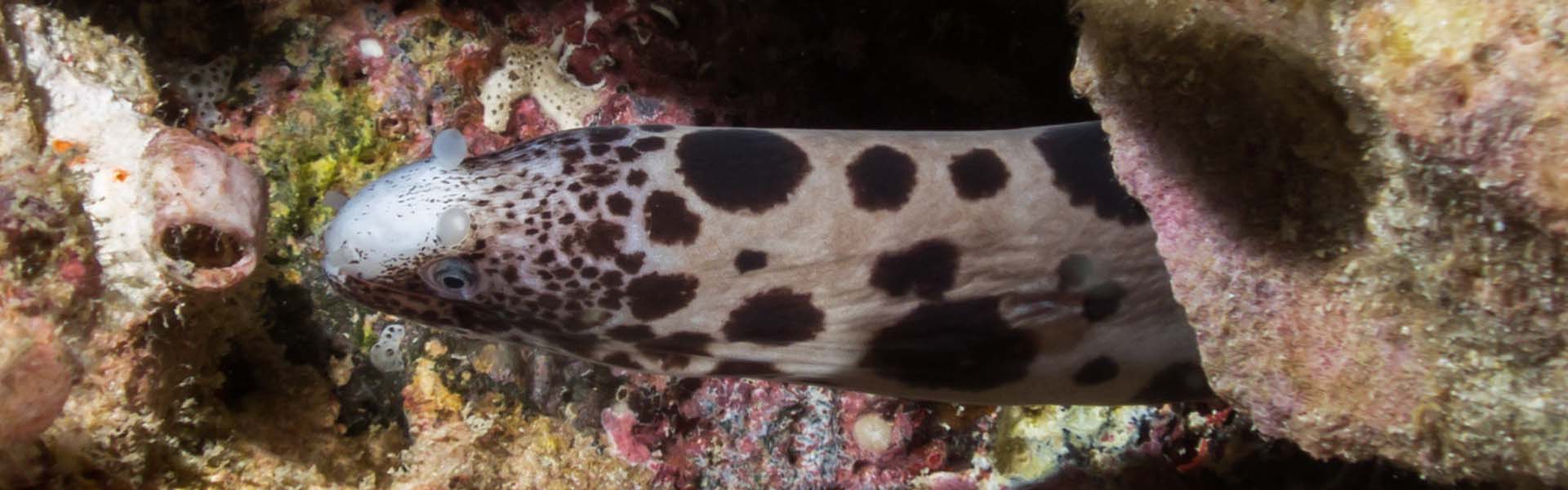 The Largespotted Snakemoray